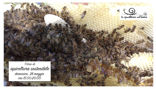 Introduzione all’apicoltura sostenibile